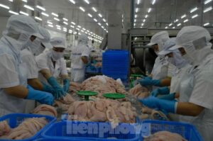 (Tiếng Việt) Ba tháng đầu năm, cá tra Việt Nam xuất khẩu đạt 646 triệu USD