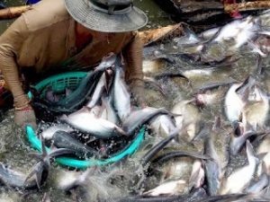 Mekong Delta: Pangasius material price increased again