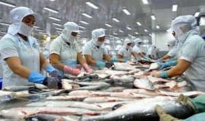 (Tiếng Việt) Xuất khẩu cá tra dự báo tăng trưởng mạnh nửa cuối năm 2024